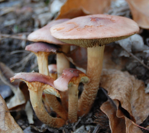 fungo da determinare1